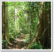 day 8 elephant hills jungle